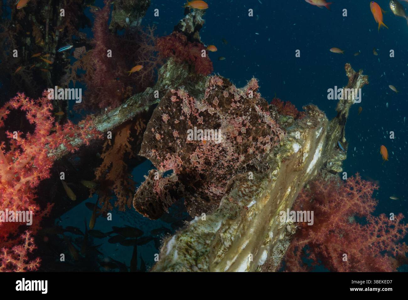 Fische schwimmen im Roten Meer, bunte Fische, Eilat Israel Stockfoto