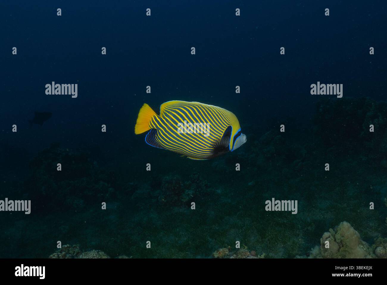 Fische schwimmen im Roten Meer, bunte Fische, Eilat Israel Stockfoto