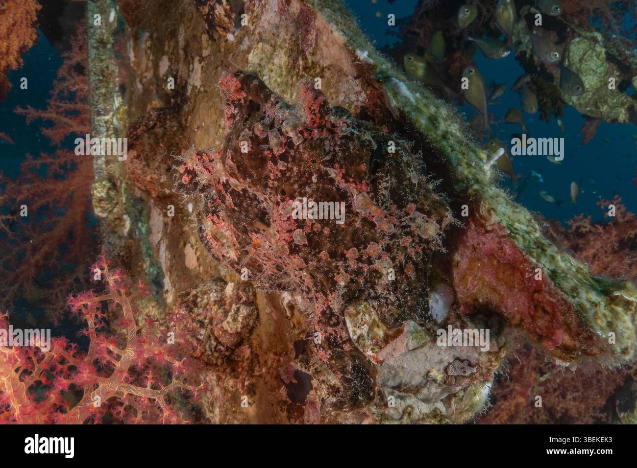 Fische schwimmen im Roten Meer, bunte Fische, Eilat Israel Stockfoto