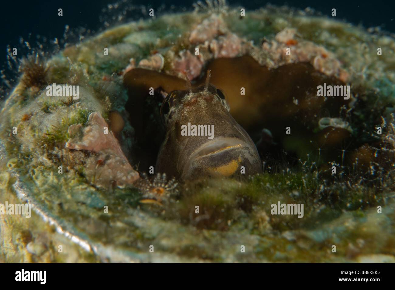 Fische schwimmen im Roten Meer, bunte Fische, Eilat Israel Stockfoto
