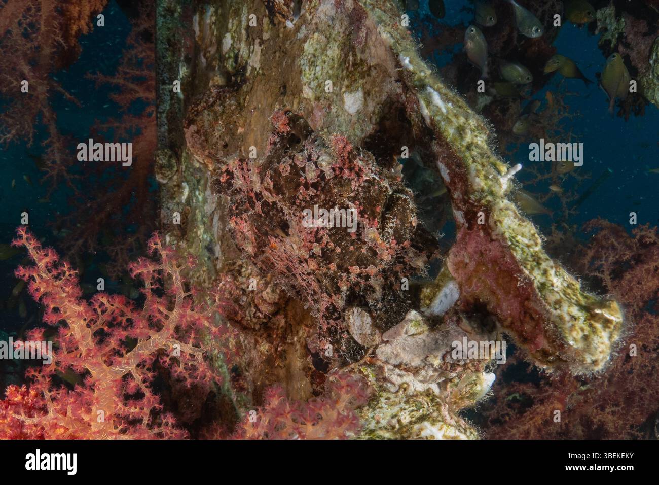 Fische schwimmen im Roten Meer, bunte Fische, Eilat Israel Stockfoto