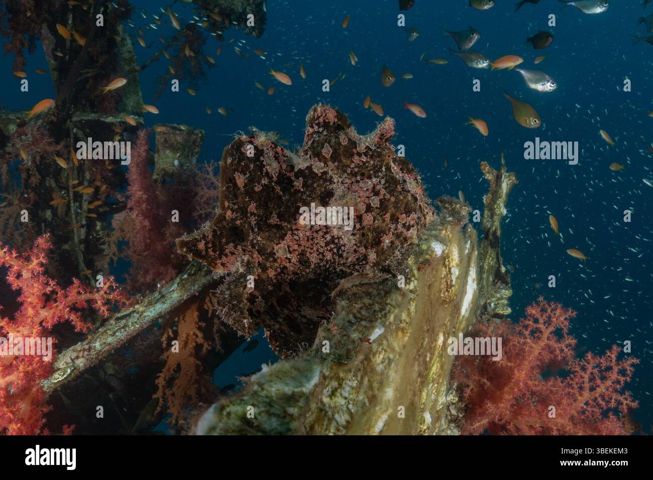 Fische schwimmen im Roten Meer, bunte Fische, Eilat Israel Stockfoto