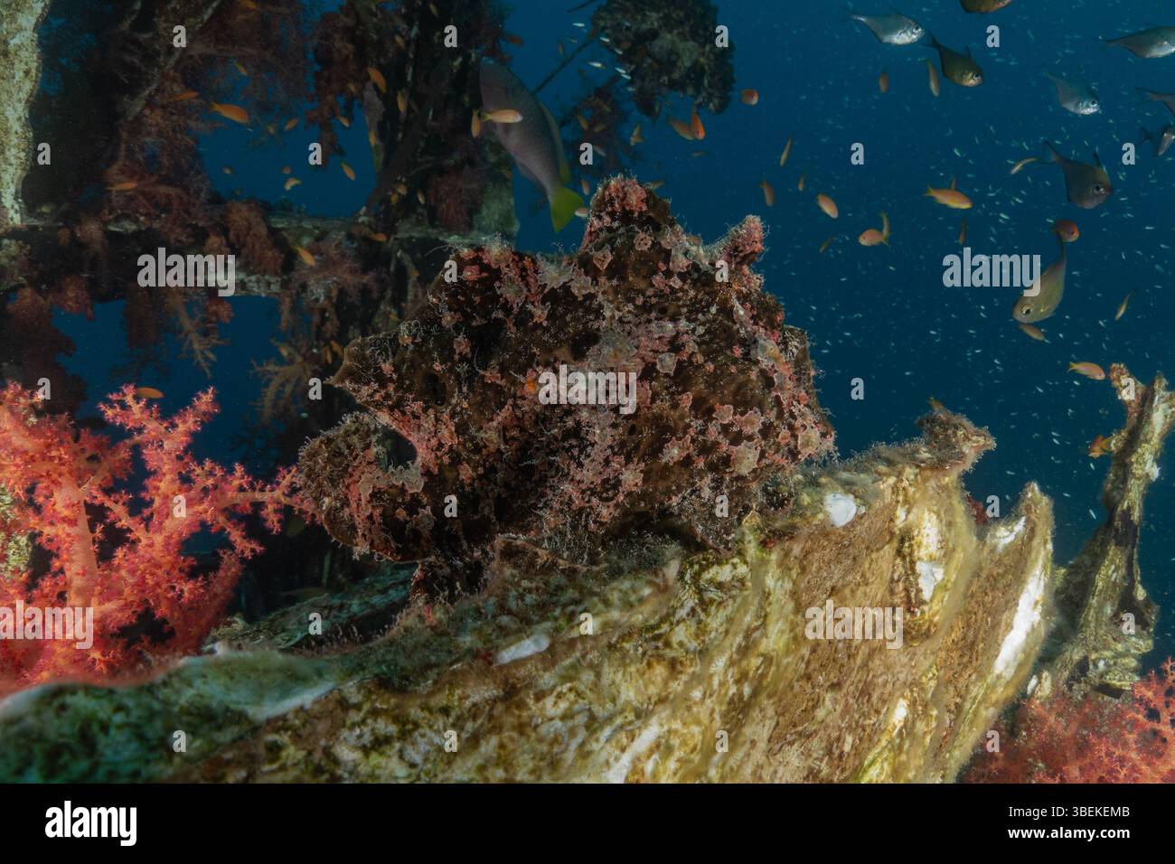 Fische schwimmen im Roten Meer, bunte Fische, Eilat Israel Stockfoto