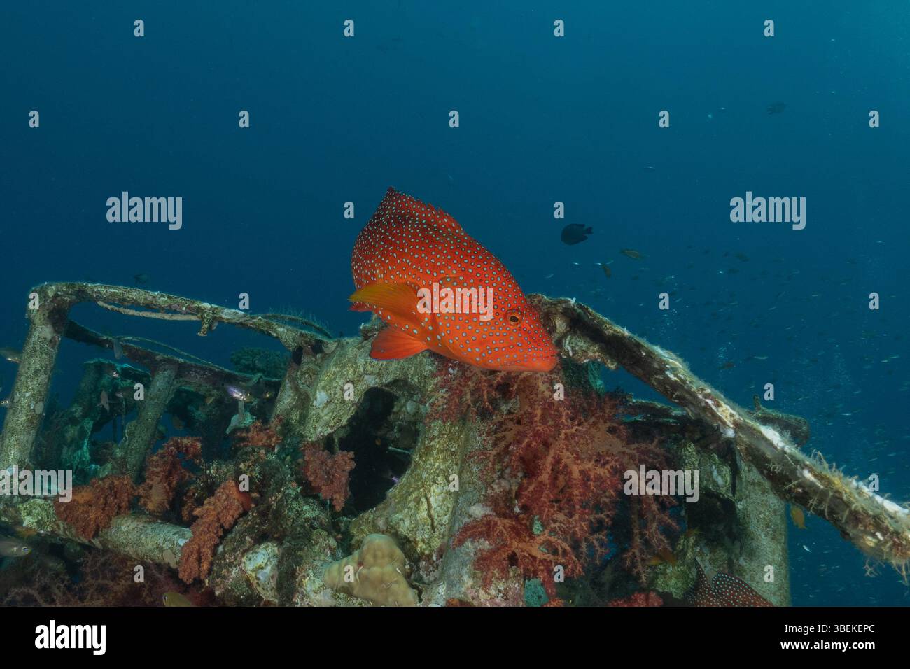 Fische schwimmen im Roten Meer, bunte Fische, Eilat Israel Stockfoto