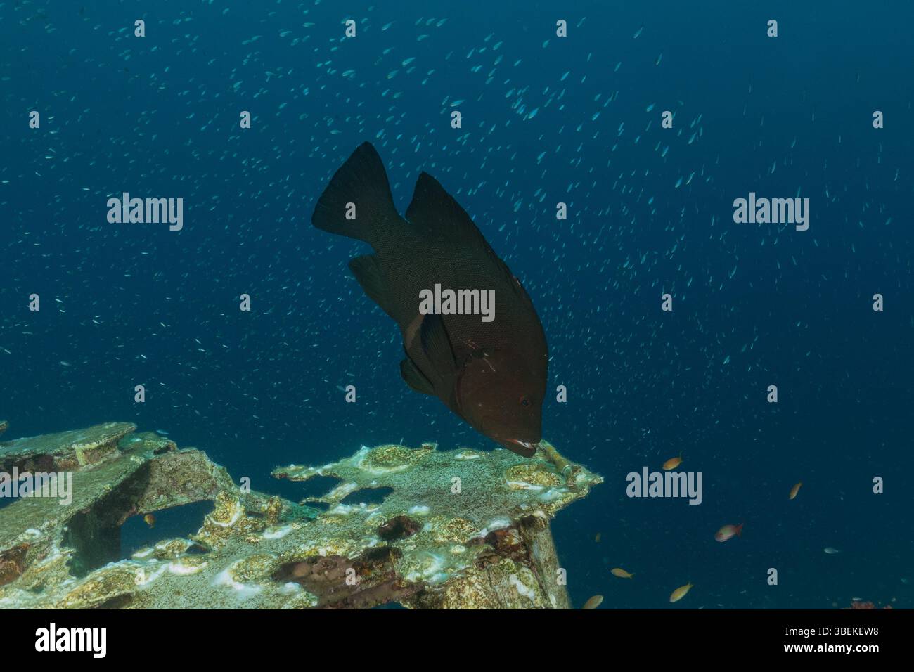 Fische schwimmen im Roten Meer, bunte Fische, Eilat Israel Stockfoto