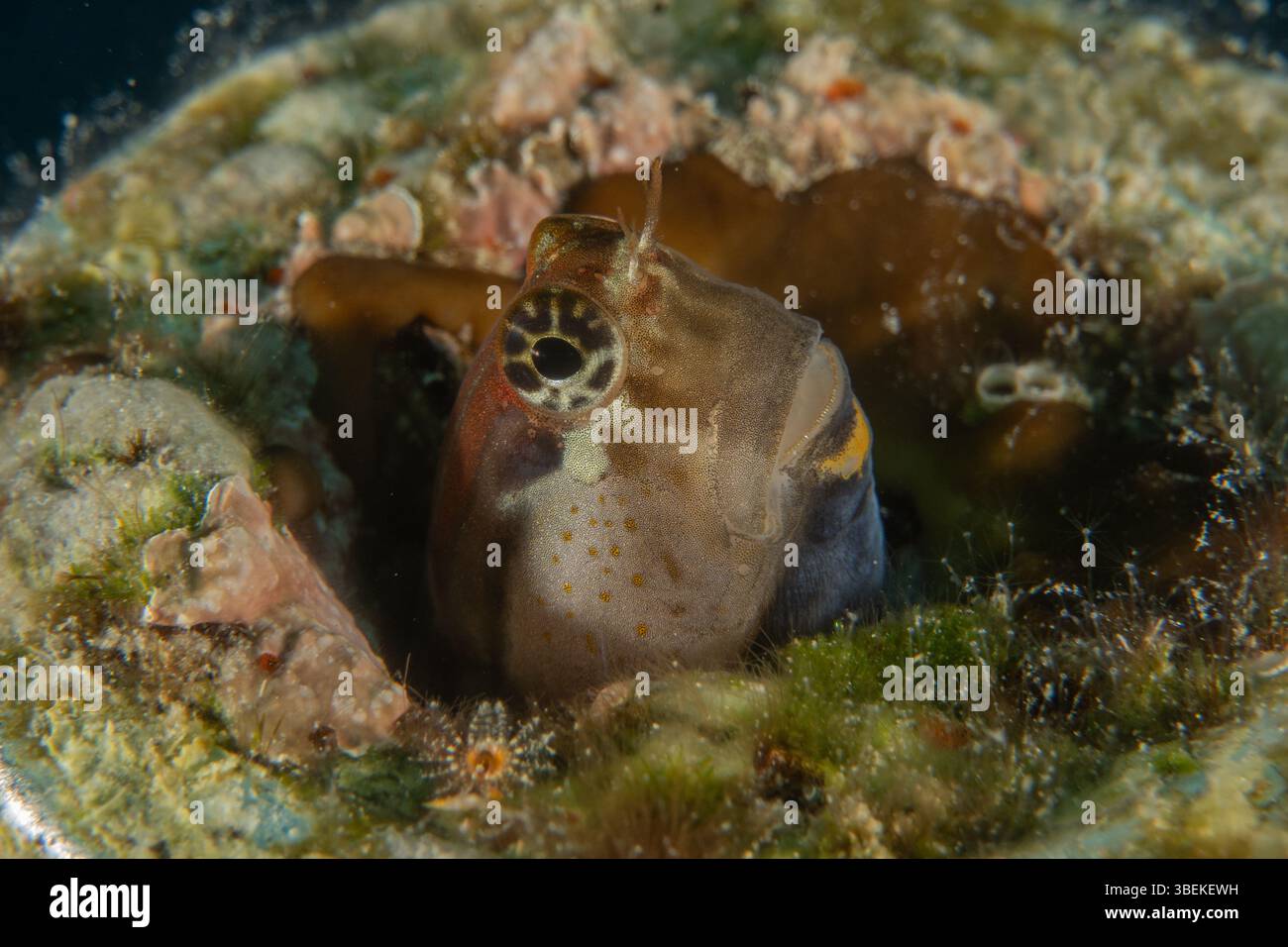 Fische schwimmen im Roten Meer, bunte Fische, Eilat Israel Stockfoto