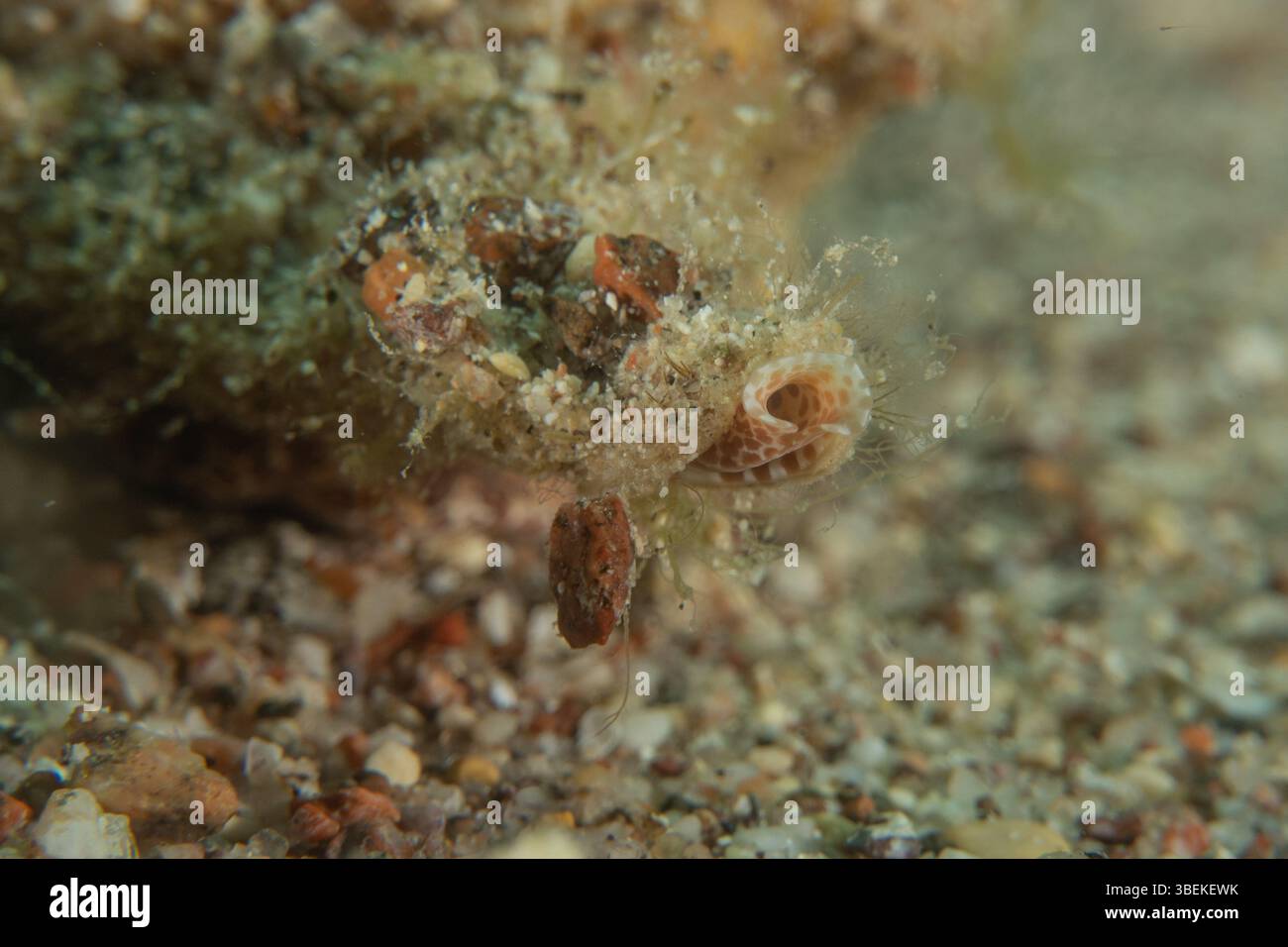 Fische schwimmen im Roten Meer, bunte Fische, Eilat Israel Stockfoto