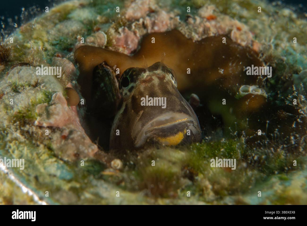 Fische schwimmen im Roten Meer, bunte Fische, Eilat Israel Stockfoto