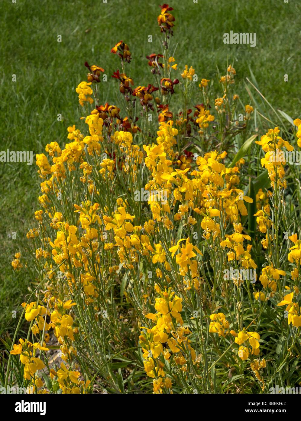 Gelbe Wandblumen Stockfoto