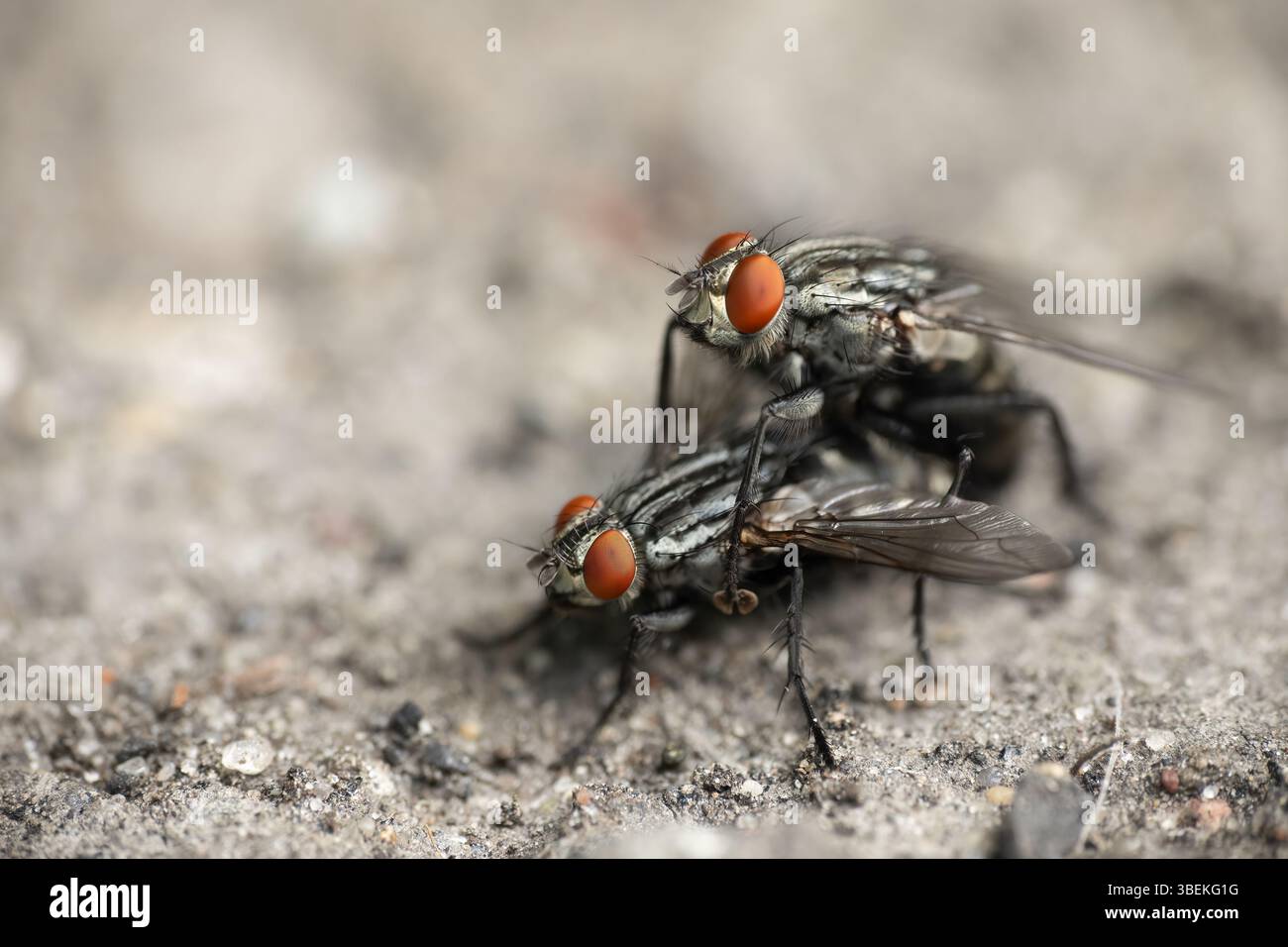 Sarcophaga – Fleischfliege mit roten Augen und gestreiftem Brustkorb. Häufig beim Zerfall, aber faszinierend unter der Makrolinse. Die dunklere Seite des Lebens. Stockfoto