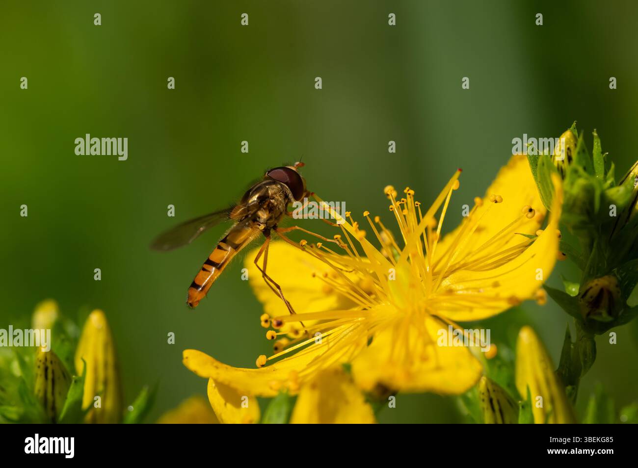 Der gestreifte hoverfly (Volucella zonaria) ist ein großer, farbenfroher hoverfly, der einer Hornisse ähnelt und häufig in Gärten und Parks zu finden ist. Stockfoto