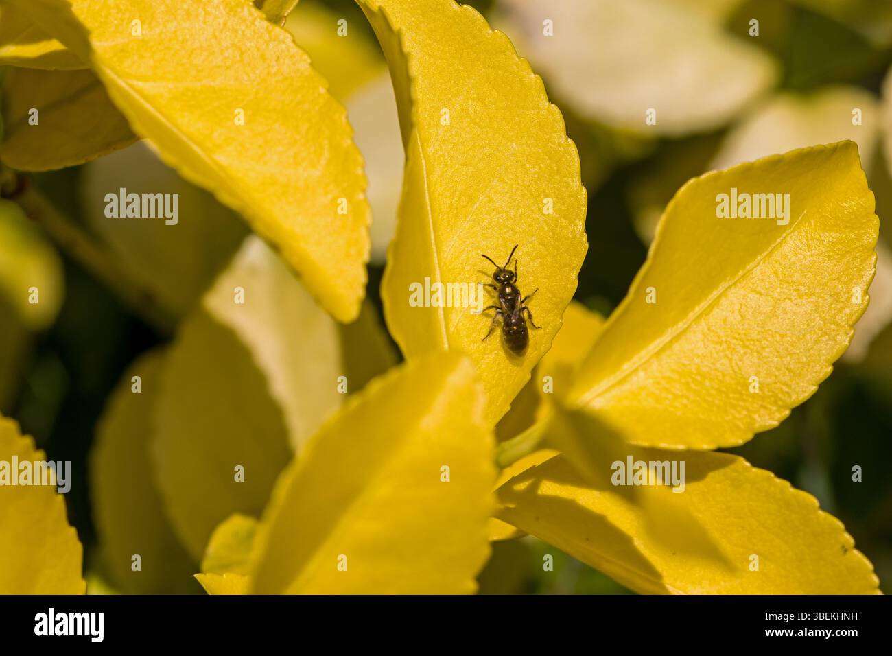 Eine kleine schwarze Tischlerbiene auf einem bunten gelben Blatt auf Sonnenschein Stockfoto