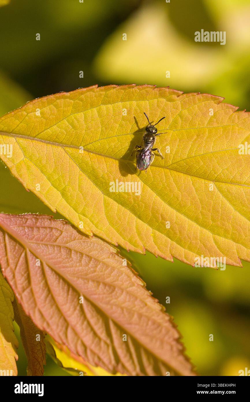 Eine kleine schwarze Tischlerbiene auf einem bunten gelben Blatt auf Sonnenschein Stockfoto