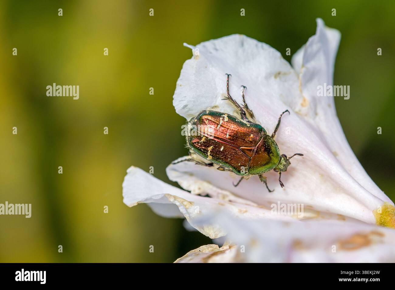 Eine grüne Bronze glänzende Blumenscheuer auf einer weißen Rhododendronblüte im Sonnenlicht Stockfoto