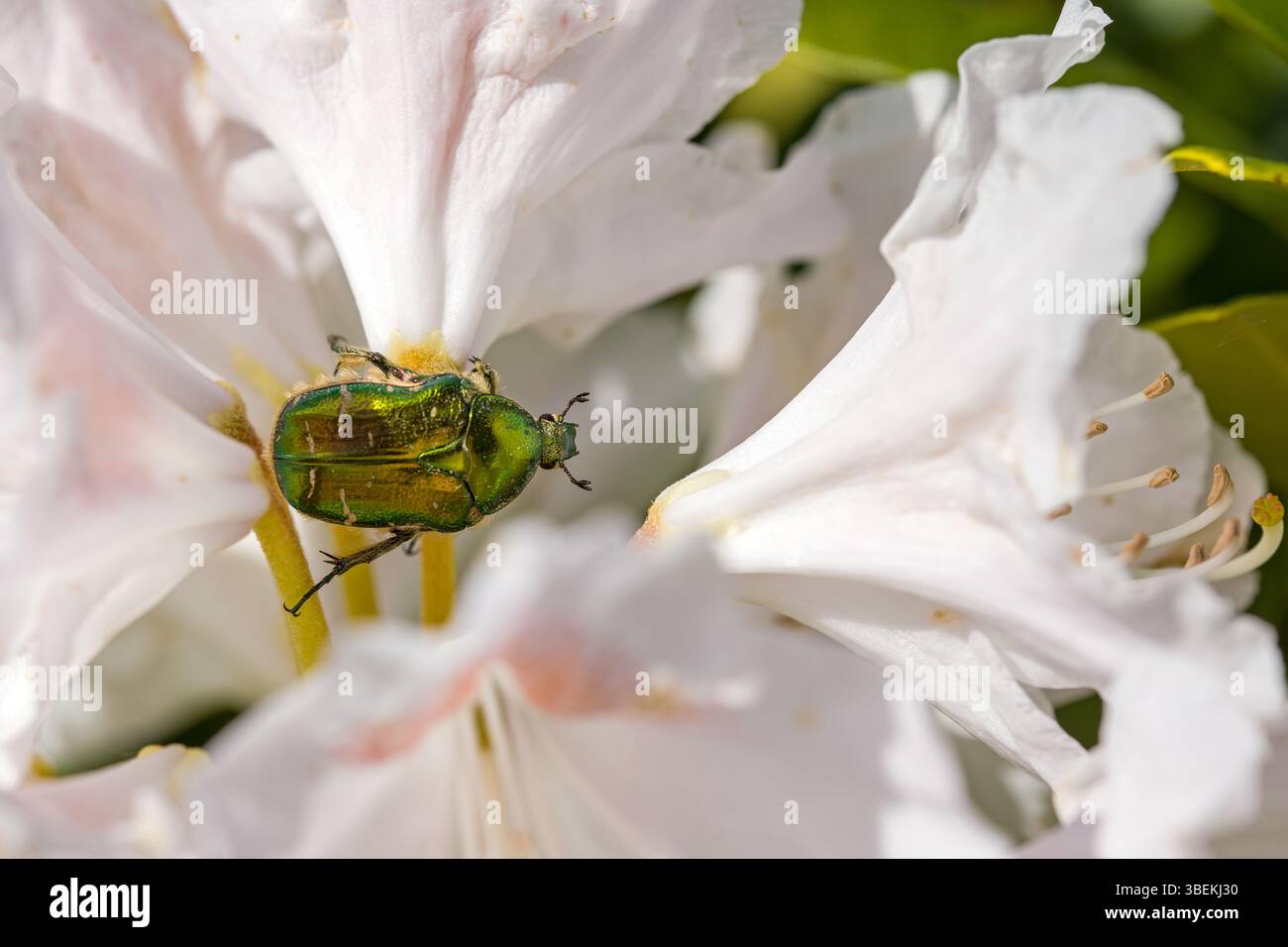 Ein grün-goldener Blütenscheuer auf einer weißen Rhododendronblüte im Sonnenlicht Stockfoto