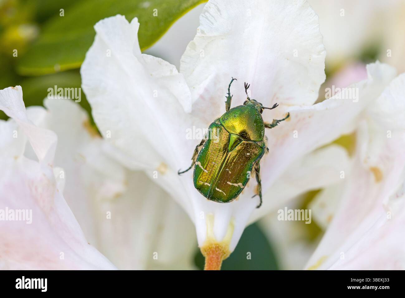 Ein grün-goldener Blütenscheuer auf einer weißen Rhododendronblüte im Sonnenlicht Stockfoto