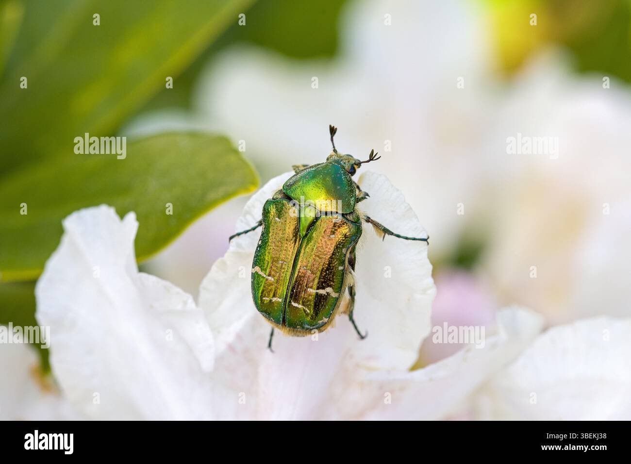 Ein grün-goldener Blütenscheuer auf einer weißen Rhododendronblüte im Sonnenlicht Stockfoto