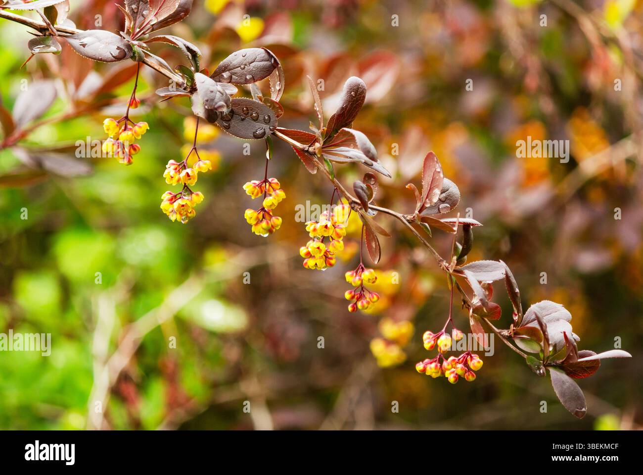 Gelbe Blüten von Ottawa Rote Berberitze, berberis ottawensis, Superba mit Regentropfen Stockfoto