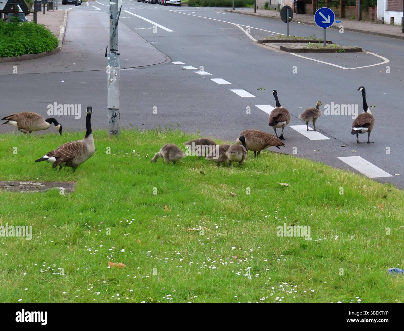 ...der Augenblick der Wahrheit... Kanadagaense quert die Hauptverkehrsstraße *** der Moment der Wahrheit Kanadagaense überquert die Hauptstraße Stockfoto