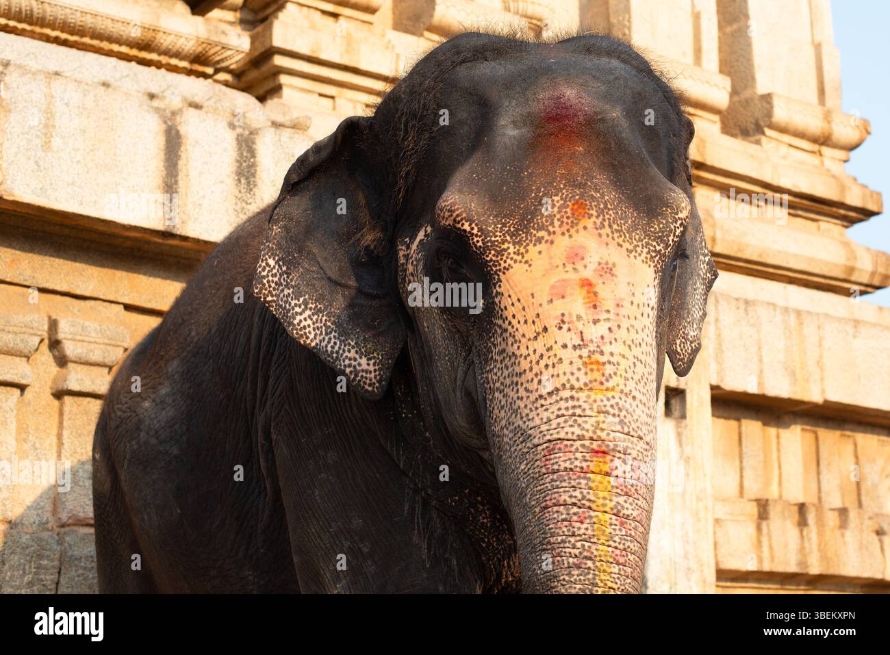 Indischer Elefant vor Einem Tempel in Hampi, Indien, gemalt mit Holi Festival Colors Stockfoto