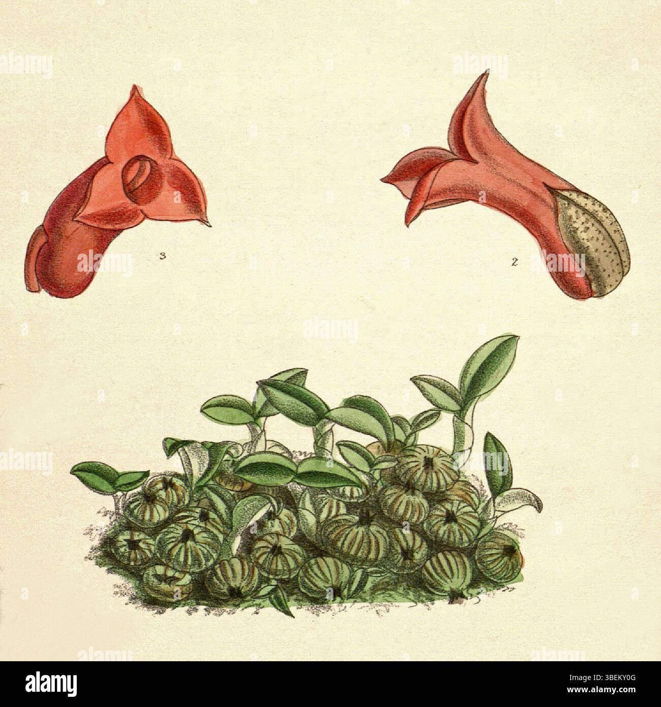 Eine botanische Illustration der Orchidee Porpax meirax, veröffentlicht 1893 mit Lithographie von John Nugent Fitch und Beschreibung von Joseph Dalton Hooker. Stockfoto