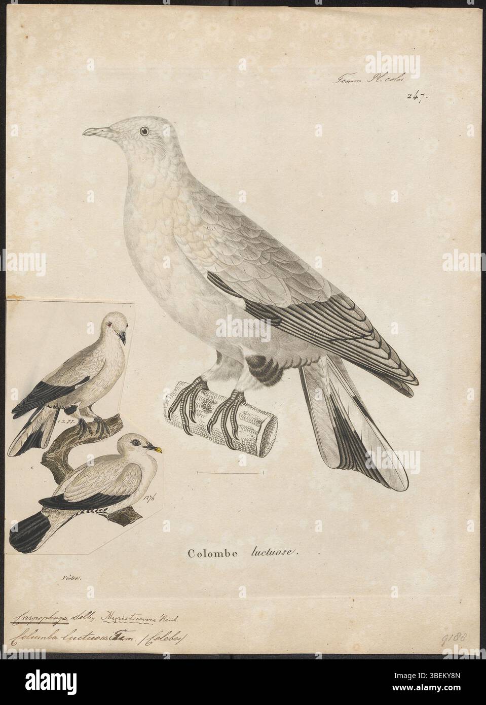 Die Illustration von Carpophaga luctuosa von Jean Gabriel Prêtre (1769–1849) zeigt eine Vogelart, die zur Familie der Columbidae gehört. Dieses Werk entstand zwischen 1700 und 1880 und ist in den Sondersammlungen der Universität Amsterdam untergebracht. Das Bild erfasst die detaillierten Merkmale des Vogels in einem wissenschaftlich präzisen Stil. Stockfoto