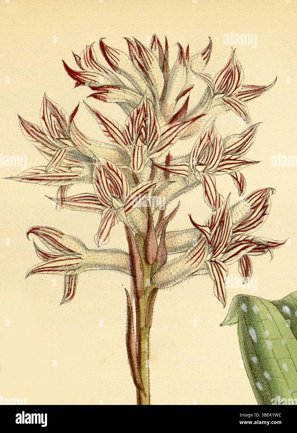 Diese Illustration von Matilda Smith aus dem Jahr 1883 zeigt *Pteroglossa euphlebia* (früher *Spiranthes euphlebia*), eine Orchideenart. Das Werk wurde von John Nugent Fitch lithographiert und von Joseph Dalton Hooker beschrieben. Das Stück zeigt detaillierte botanische Illustrationstechniken der Zeit. Stockfoto