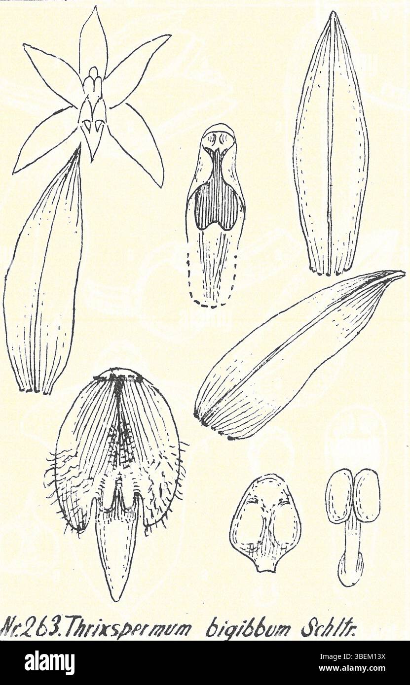 Diese botanische Illustration von Rudolf schlechter (1872–1925) aus *Bluetenanalysen neuer Orchideen* zeigt *Grosourdya bigibba*. Das Bild aus dem Jahr 1934 zeigt die detaillierten Blüten und die Struktur dieser Orchidee, die ursprünglich als *Thrixspermum bigibbum* klassifiziert wurde. Stockfoto