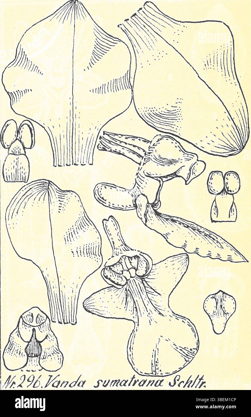 Diese botanische Illustration von Rudolf schlechter (1872–1925) zeigt die Vanda sumatrana-Orchidee aus der Reihe Bluetenanalysen neuer Orchideen. Sie bietet einen detaillierten Einblick in die Struktur der Art und konzentriert sich dabei auf ihre einzigartigen floralen Eigenschaften. Stockfoto
