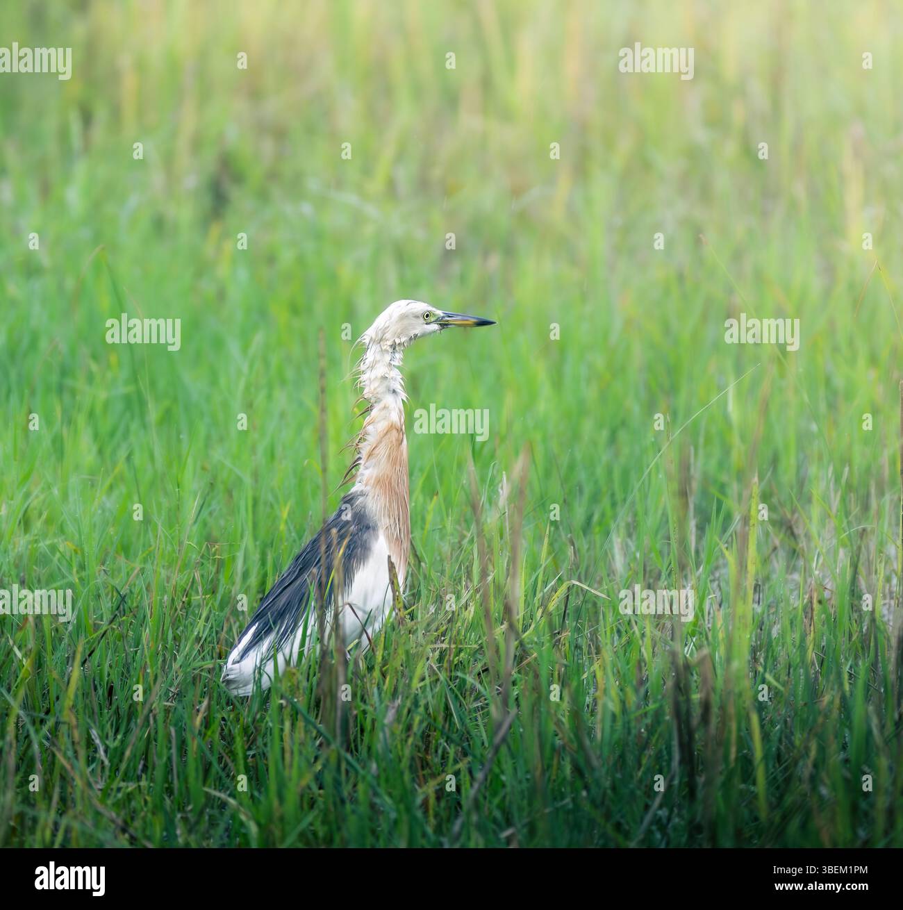 Ein quetschender Reiher, der in einem üppigen grünen Feld warnt und in sanftem natürlichem Licht mit geringer Schärfentiefe erfasst wird. Stockfoto