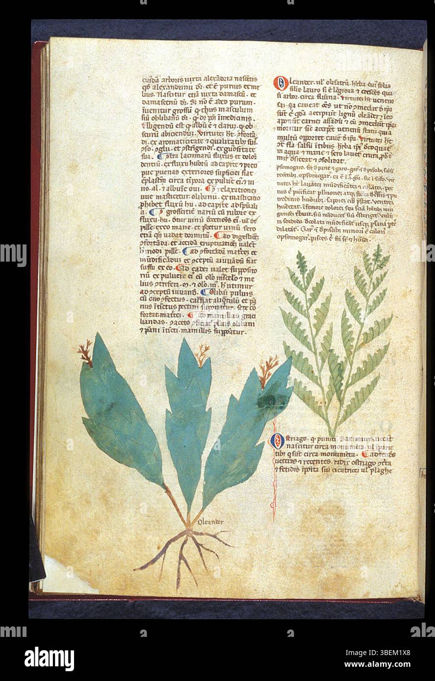 Diese Handschrift, die zwischen 1280 und 1350 entstand, stammt aus dem *BL Egerton 747* und wird Bartholomaeus Mini de Senis zugeschrieben. Es ist ein Beispiel mittelalterlicher Manuskriptkunst. Stockfoto Diese Handschrift, die zwischen 1280 und 1350 entstand, stammt aus dem *BL Egerton 747* und wird Bartholomaeus Mini de Senis zugeschrieben. Es ist ein Beispiel mittelalterlicher Manuskriptkunst. Stockfoto