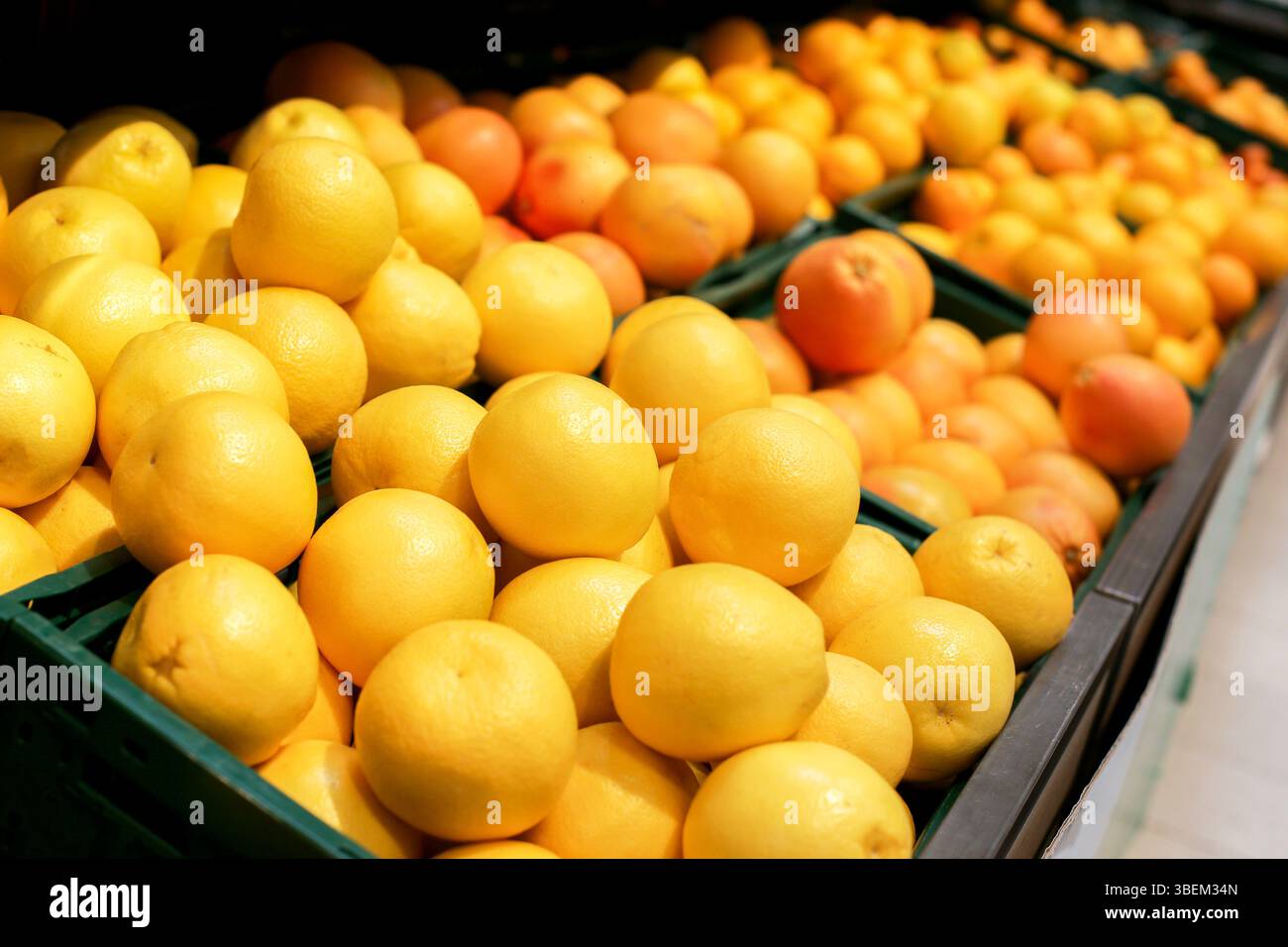 Orangen und Zitrusfrüchte. Buntes orangefarbenes, gelbes Display. Frische vitaminreiche gesunde Produkte. Lebensmittelmarkt mit Mandarinen. Stockfoto