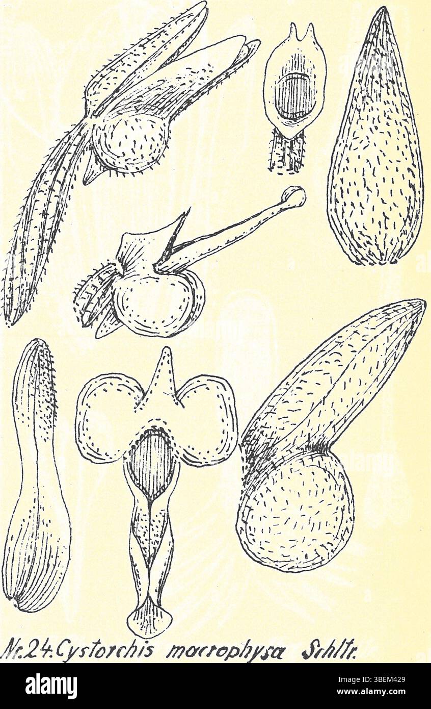 *Cystorchis macrophysa* ist eine Orchideenart, dargestellt in einer botanischen Illustration von Rudolf schlechter, Teil der Serie *Bluetenanalysen neuer Orchideen*. Diese detaillierte Zeichnung zeigt die Struktur und Merkmale der Orchidee und trägt zur Untersuchung indischer und malaiischer Orchideen bei. Das Kunstwerk stammt vom 15. Februar 1934. Stockfoto
