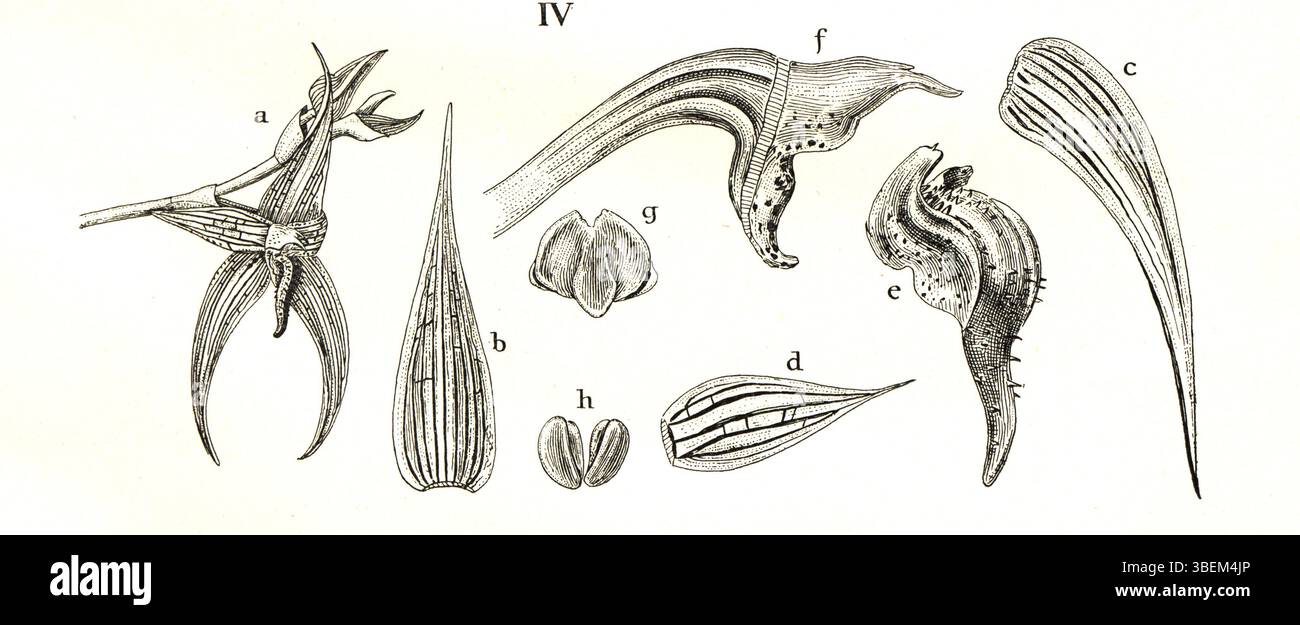 Diese botanische Illustration von Johannes Jacobus Smith aus dem Jahr 1934 zeigt Bulbophyllum vanvuurenii, eine Orchideenart. Sie hebt die einzigartigen Eigenschaften der Pflanze und ihre Bedeutung innerhalb der Familie der Orchidaceae hervor. Stockfoto