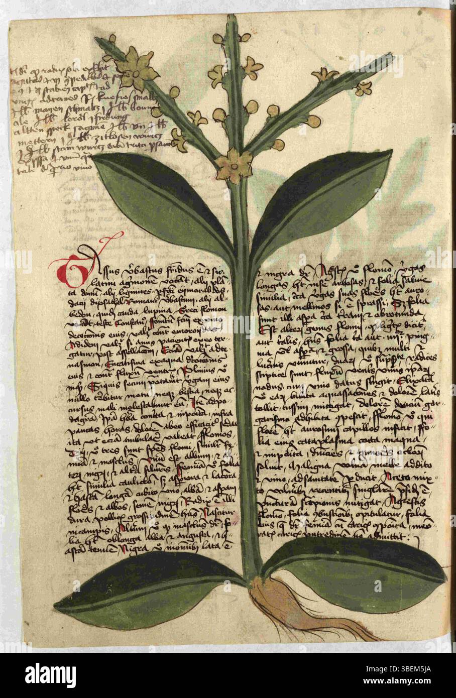 Folio 158v von Munich CIM. 79, datiert nach 1440, zeigt mittelalterliche Manuskriptkunst, einschließlich detaillierter Schrift und Illuminationen, typisch für europäische Manuskripte des 15. Jahrhunderts. Stockfoto Folio 158v von Munich CIM. 79, datiert nach 1440, zeigt mittelalterliche Manuskriptkunst, einschließlich detaillierter Schrift und Illuminationen, typisch für europäische Manuskripte des 15. Jahrhunderts. Stockfoto