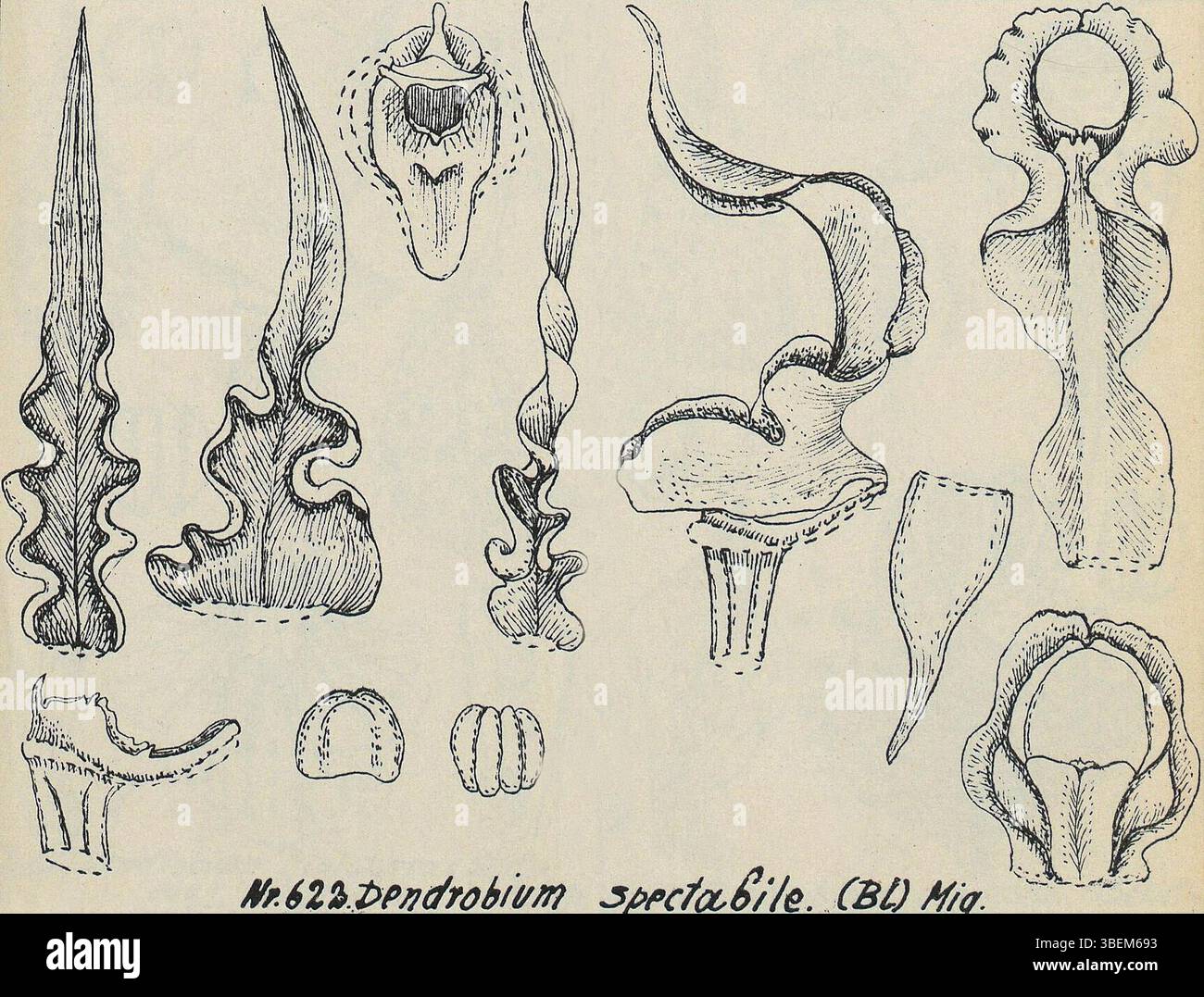 Illustration der Orchideenart Dendrobium spectabile, veröffentlicht 1928 in den Orchidaceen von Deutsch-Neu-Guinea von Rudolf schlechter. Dieses botanische Kunstwerk zeigt detaillierte Merkmale der Art. Stockfoto