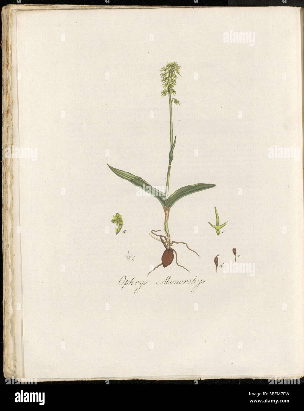 Ophrys monorchis, heute bekannt als Herminium monorchis, ist in Flora Batava (KB) Platte 0274 dargestellt. Diese Orchideenart wird im Niederländischen als Eenbollig Tweeblad bezeichnet und ist in Europa heimisch. Die Illustration stammt aus Band 4 der Flora Batava, einer wichtigen botanischen Referenz aus dem 18. Und 19. Jahrhundert. Stockfoto