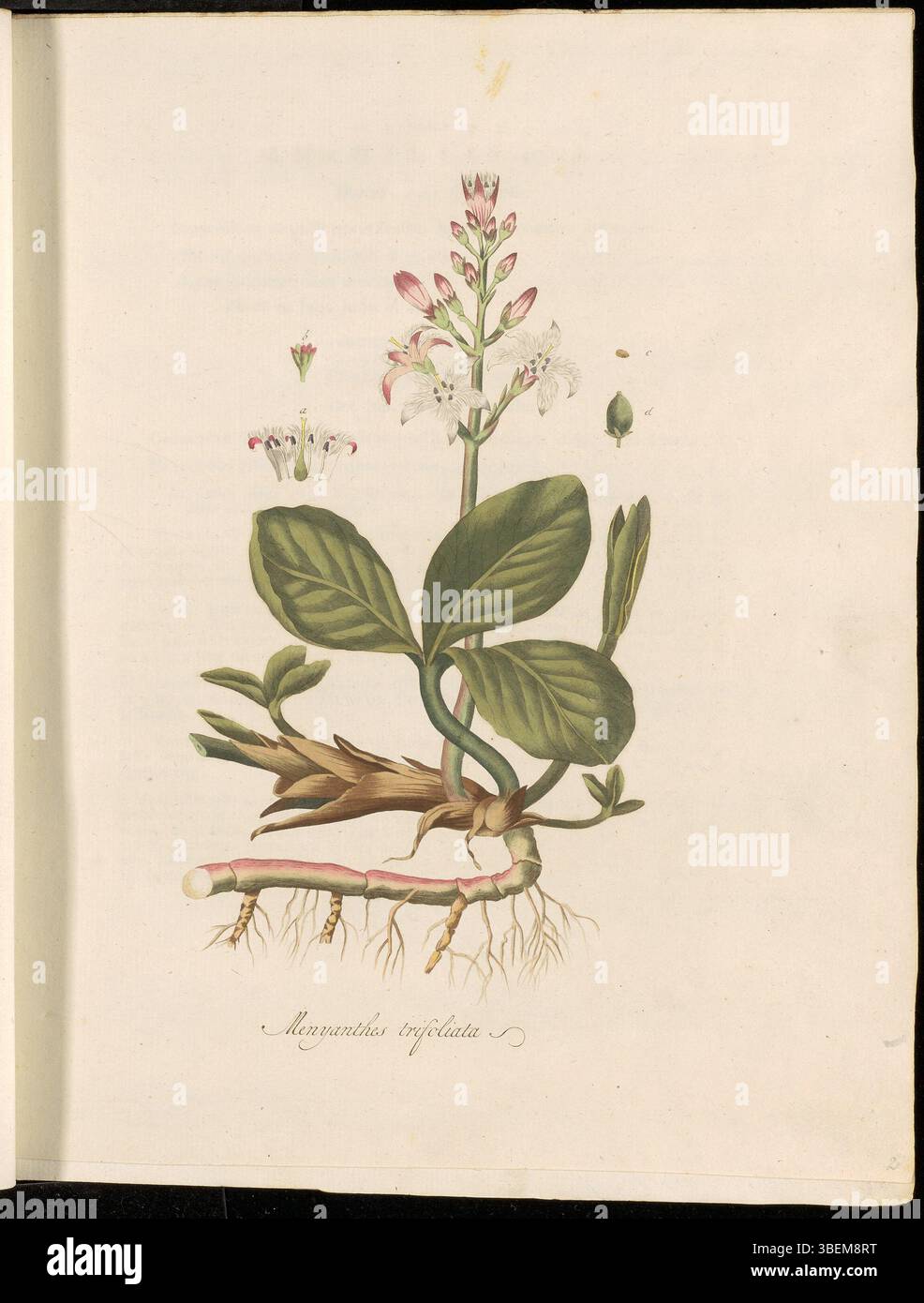 Diese botanische Illustration, Platte 0002 aus Flora Batava, zeigt Menyanthes trifoliata, allgemein bekannt als Watertrieblad, eine Pflanze aus Europa und Asien. Es ist Teil der Flora Batava-Serie, einem wichtigen Werk, das die Pflanzenarten der Niederlande dokumentiert. Stockfoto
