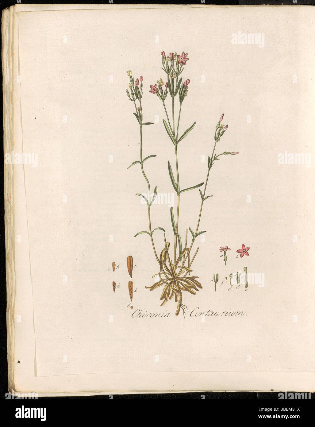 Diese botanische Platte zeigt Chironia centaurium, heute als Centaureum littorale klassifiziert. Die Pflanze, allgemein bekannt als Gentiaan Chironie, ist in Küstengebieten beheimatet. Sie wurde ursprünglich in der Flora Batava-Serie, Band 4, dokumentiert und zeigt die detaillierten botanischen Illustrationen aus dem 18. Jahrhundert. Stockfoto