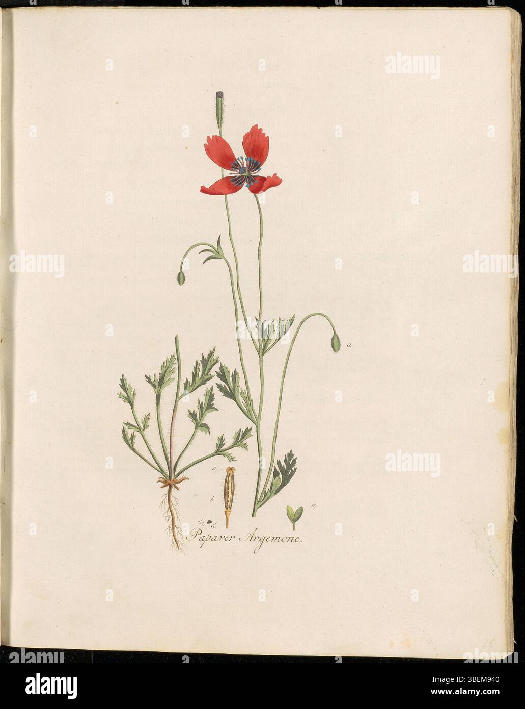 Die Illustration von *Papaver Argemone*, allgemein bekannt als der Rough Mohn, aus *Flora Batava*, Band 1, Platte 0015. Die Pflanze ist mit dem botanischen Namen *Papaver argemone* und dem niederländischen Namen "Ruige Heul" gekennzeichnet. Es handelt sich um eine Mohnart, die typischerweise in gestörten Böden und Gebieten mit schlechter Vegetation vorkommt. Stockfoto