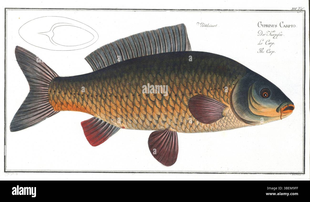 Bloch TAF 16, 1784 für Marcus Elieser Bloch geschaffen, ist Teil einer Reihe von Illustrationen, die künstlerische Darstellungen verschiedener Fischarten zeigen. Blochs Werk ist bekannt für seine Präzision und detaillierte Darstellungen von Wasserlebewesen, die maßgeblich zur Ichthyologie und Naturgeschichte beitragen. Stockfoto