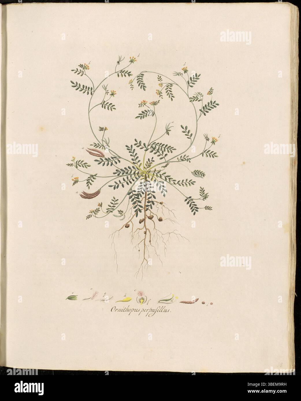 Die Illustration von *Ornithopus perpusillus*, bekannt als Little Bird’s-Foot, aus *Flora Batava*, Band 1, Platte 0018. Die Pflanze ist mit dem botanischen Namen *Ornithopus perpusillus* und dem niederländischen Namen "Vogel-pootje" gekennzeichnet. Es handelt sich um eine kleine Pflanze, die in sandigen und trockenen Böden vorkommt und oft auf Feldern oder in gestörten Lebensräumen zu sehen ist. Stockfoto