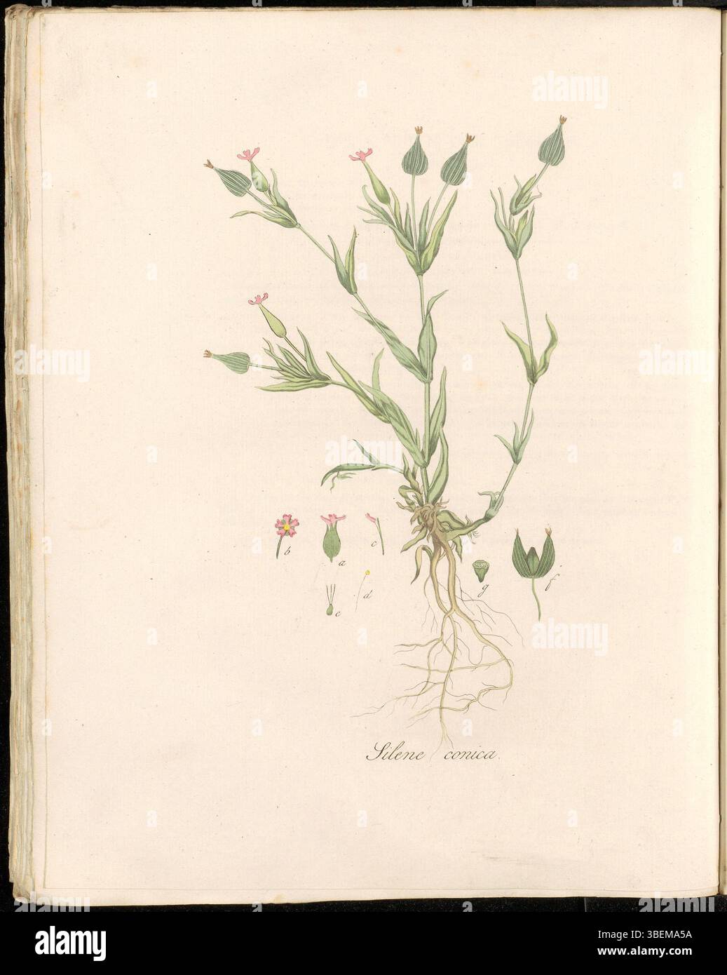Eine botanische Illustration von Silene conica, auch bekannt als Kegelsilene, aus der Flora Batava Serie, Platte 0312. Dieser botanische Druck ist Teil der Sammlung Flora Batava, die Jan Kops im 19. Jahrhundert schuf. Stockfoto