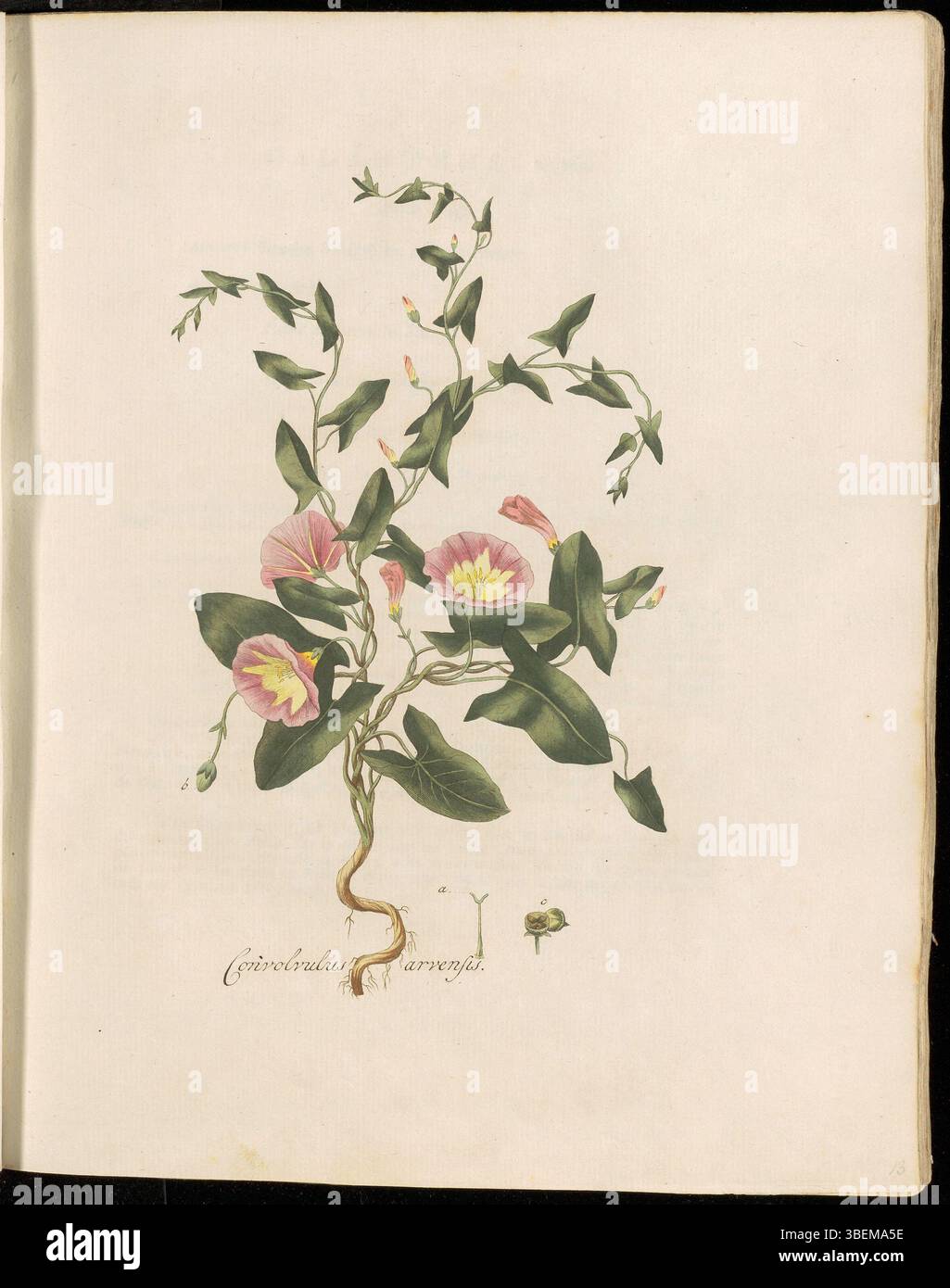 Die Illustration von *Convolvulus arvensis*, bekannt als Field Bindweed, aus *Flora Batava*, Band 1, Platte 0013. Die Pflanze ist mit dem botanischen Namen *Convolvulus arvensis* und dem niederländischen Namen "Klokjes-Winde" gekennzeichnet. Es handelt sich um eine kriechende Pflanze, die am Boden wächst und häufig in landwirtschaftlichen Feldern vorkommt. Stockfoto