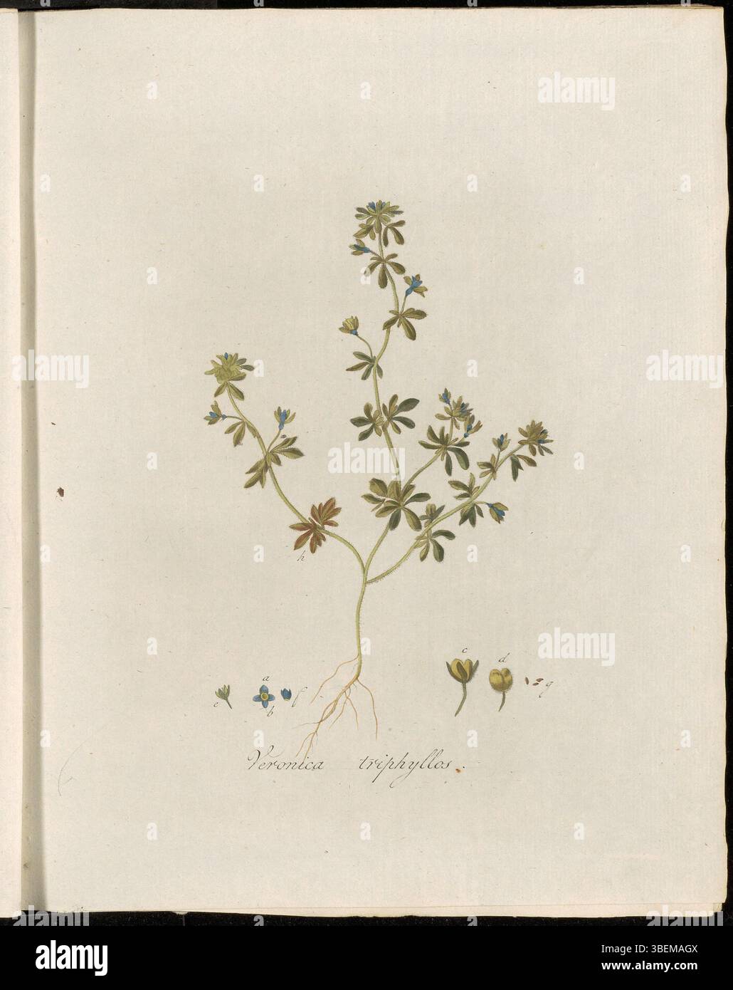 Veronica triphyllos, bekannt als Handjesereprijs, ist in dieser botanischen Platte aus „Flora Batava“ (Band 2) dargestellt. Die Platte von Georgius Jacobus Johannes van OS (1782–1861) zeigt die zarten dreilappigen Blätter und kleinen Blüten der Pflanze. Stockfoto