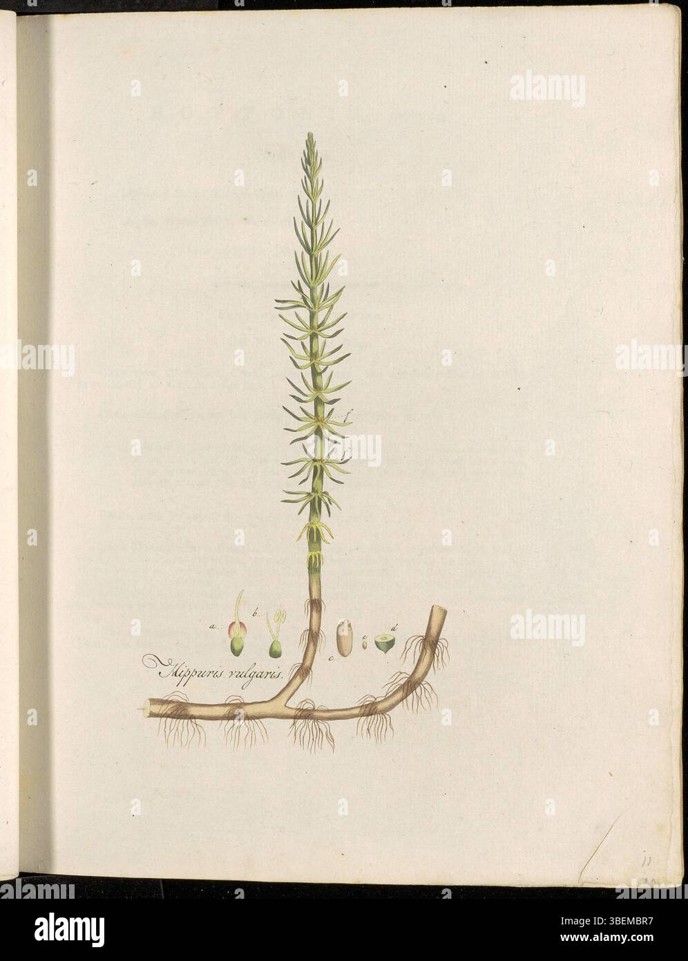 Die Illustration von *Hippuris vulgaris*, bekannt als der Stutenschwanz, aus *Flora Batava*, Band 1, Platte 0011. Die Pflanze wird mit dem botanischen Namen *Hippuris vulgaris* und dem niederländischen Namen 'Duizend-Knoop' mit dem modernen Begriff 'Lidsteng' identifiziert. Es handelt sich um eine Wasserpflanze, die in Sumpfgebieten und flachen Gewässern vorkommt. Stockfoto