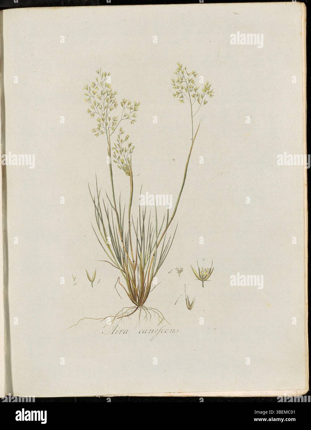 Platte 0171 aus *Flora Batava* (KB), Band 3, zeigt Aira canescens, in der modernen Taxonomie als Corynephorus canescens bekannt. Diese botanische Illustration zeigt die einzigartigen Merkmale der Pflanze und ihre Rolle in der niederländischen Flora-Dokumentation. Stockfoto