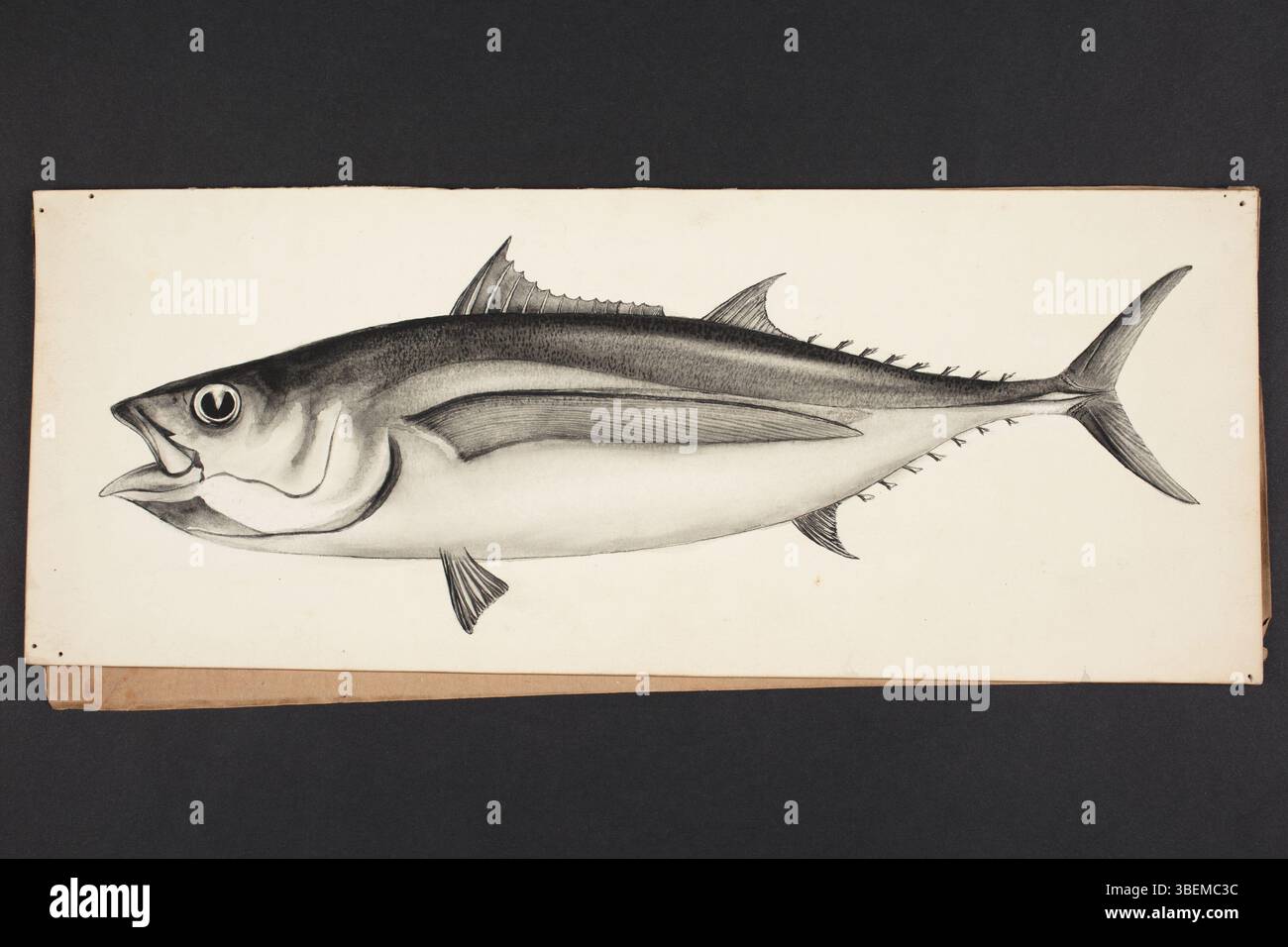 Diese Zeichnung von L. T. Griffin, die in den 1920er Jahren entstand, zeigt *Germo germo*, eine Fischart. Die Zeichnung ist in indischer Tusche und Waschung ausgeführt, die Teil der Gemäldesammlung und Zeichnungen des Auckland Museums ist. Stockfoto