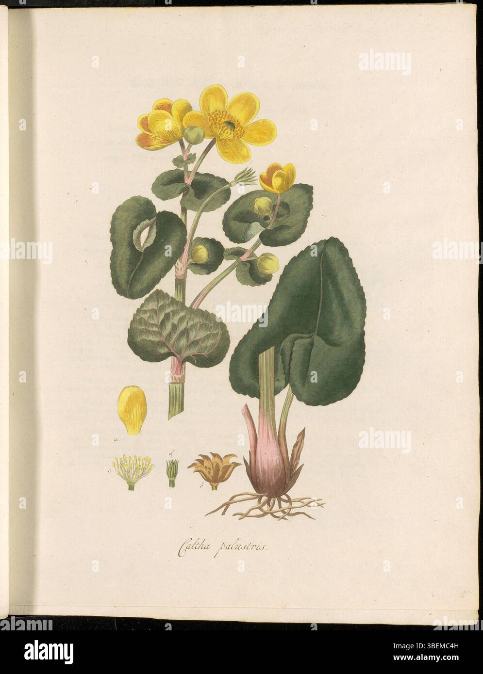 Die Illustration von *Caltha palustris*, allgemein bekannt als die WasserButterblume, aus *Flora Batava*, Band 1, Platte 0005. Der botanische Name ist *Caltha palustris subsp. Palustris* mit dem niederländischen Namen „Water-Boterbloem“ und dem modernen Namen „Gewone dotterbloem“. Es handelt sich um eine Art blühender Pflanze aus der Familie der Butterblumen, die in Feuchtgebieten vorkommt. Stockfoto