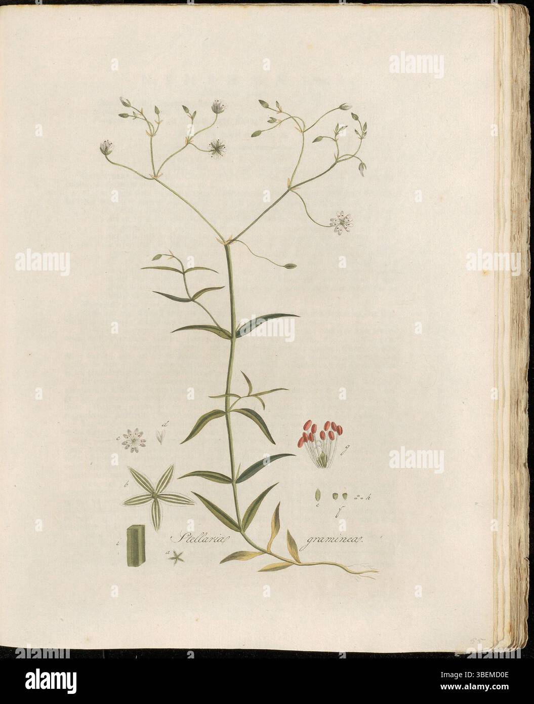 Stellaria graminea, auf Niederländisch Grasaartige Stern-Muur genannt, ist auf der Platte 0055 der Flora Batava abgebildet. Der von Georgius Jacobus Johannes van OS entworfene Druck zeigt die zarten Blüten und grasartigen Blätter der Pflanze und bietet eine genaue botanische Darstellung dieser Art. Stockfoto